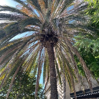 Gemeleyselam's profile picture. Injustice anywhere is a threat to justice everywhere. -MLK