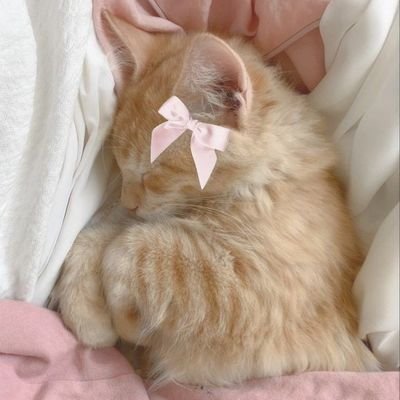 pink and bows make everything prettier ⋆𐙚₊˚⊹♡