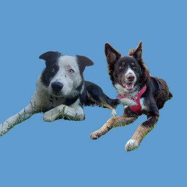🐾 Woof woof! We're Louie & Indy, the dynamic duo of Thoughtful Paws! 🐾 Follow along as we wag our tails through life, sharing pawsome tips &tail-wagging tales