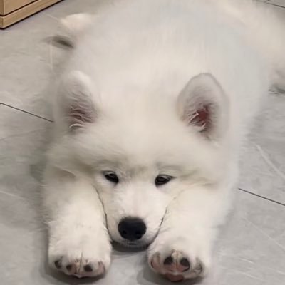 🫧一见钟情 • นักสะสม 𝙖𝙧𝙩𝙩𝙤𝙮 • กินก็เก่ง • รีวิวสารพัด • เริ่มต้นลดนน.ยกที่ 1/100 !!