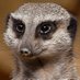 Inquisitive_Meerkat (@inqustivmeerkat) Twitter profile photo Inquisitive_Meerkat (@inqustivmeerkat) Twitter profile photo