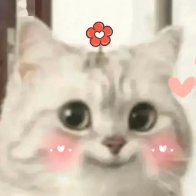 memecoin_daily's profile picture. 