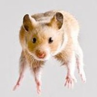 Flying_Rodent(@flying_rodent) 's Twitter Profile Photo