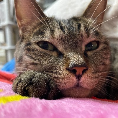 Tawara1on1's profile picture. 陽の当たる広い一軒家で猫と穏やかな毎日を過ごす！を夢みて 毎日コツコツエアドロ活動頑張ってます😊