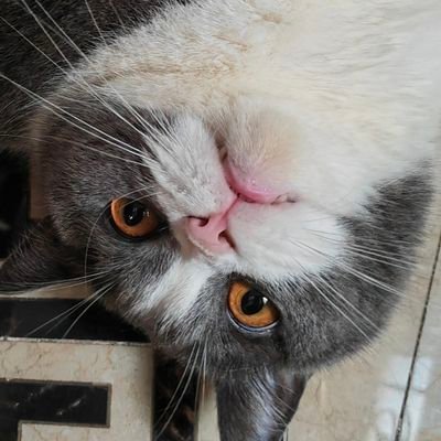 123BEBO321's profile picture. 泥嚎