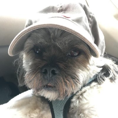 RoadDogUSA Profile Picture