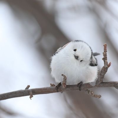 jj5lck_ziou's profile picture. 名大農B1
劇団新生Lv1