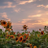 Jaira_gr's profile image