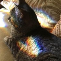🌈Mouse Cat loves Mommy(@MaevieM) 's Twitter Profile Photo