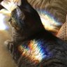 MaevieM's profile picture. 🌈Maevie 2.9.24. 🌈Murphy 3.24.24. Mommy and Daddy now have Fiadh, Finnegan, and Roísín.