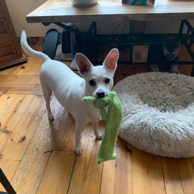 loved Trump’s policies. Let’s vote for MAGA! 🇺🇸🇺🇸🇺🇸🇺🇸. now more than ever! i also absolutely love animals! rescue a dog!!!!! NO DMs. will delete all!