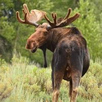 Meese, Many Moose (@maximillia79990) 's Twitter Profile
