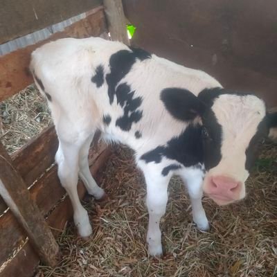 Dairy Farming @ Vepe Dairy Farm Githunguri.For order n enquiry holla @ 0716512503.Tiktok @vepedairyfarm.
@ jnjau280@gmail.com