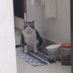 Porcelain cat (@almondonpizza) Twitter profile photo Porcelain cat (@almondonpizza) Twitter profile photo