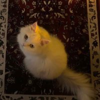 BASIL👨‍🎓🎓 (@qqml0) Twitter profile photo