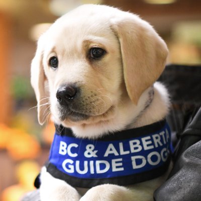 Breeding, raising & expert training Guide Dogs, Autism Service Dogs & OSI Service Dogs at no cost to our clients 🐾