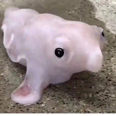 yasssonia's profile picture. vegan queer alien and an enby in stem👁👄👁