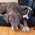 Nala & Fletcher (@nalanannie) Twitter profile photo Nala & Fletcher (@nalanannie) Twitter profile photo