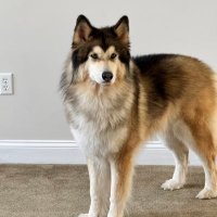 KingRichard (@kingrichard) 's Twitter Profile Photo