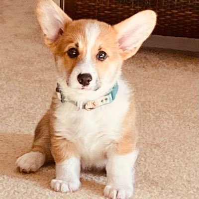 corgi mom finally! Resister, BLM, blue no matter who…but prefer quality candidates