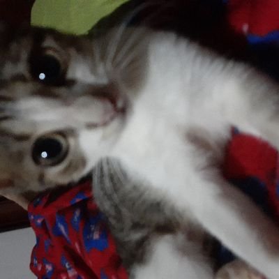 KEONEVV's profile picture. 🥋