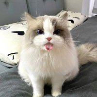 Ava🎈🎈 (@yulia21158) 's Twitter Profile