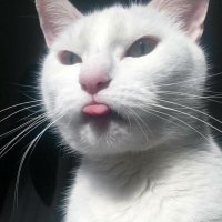 Mr Cat Asstroffee(@MarlboroMike2) 's Twitter Profileg