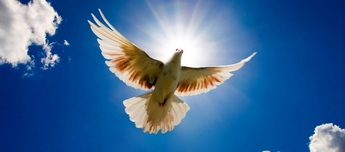 ARayofHope2's profile picture. This is a non-profit charitable organization focused on poverty, hunger and  providing shelter for rural areas in all of Fiji.