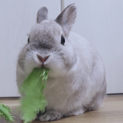 톡기Togki the Bunny🐇 (@togki_thebunny) / X