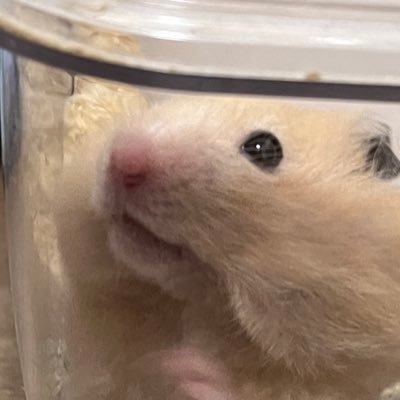 morizo122333's profile picture. 2023年4月25日から短歌始めました。短歌好きと繋がりたい。率直な感想や評価など頂けると喜びます！ 固定短歌が私の理想です。