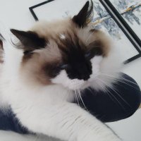 Xianne | BUTTER (@xianne62521515) 's Twitter Profile