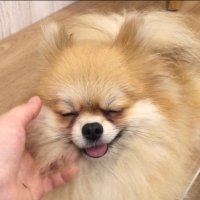 タラヲ (@asdspectrumchan) 's Twitter Profile