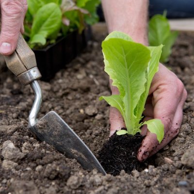 granny into btc and gardening