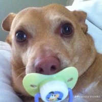 Pedro ratos e fofos ✿ (@eviadaokkp) 's Twitter Profile