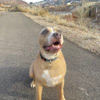 Toshfatafehi 🇹🇴 (@tosh_wright) 's Twitter Profile