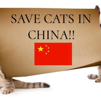 SAVE CATS IN CHINA!
 ¡Únete a nuestra protesta para detener esta atrocidad!. 🐾 más información en GuardianesFelinos-ig