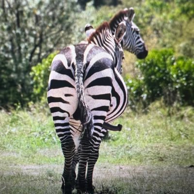 A fun nft project showcasing the stunning Kenyan wildlife