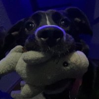 voot (@insaneleopard) 's Twitter Profile