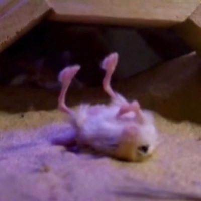 fagboy1002's profile picture. #teamEdward