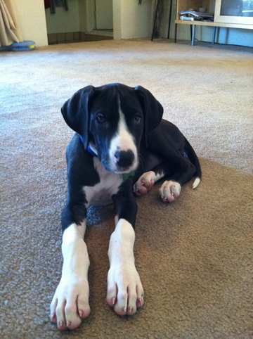 I'm a Great Dane puppy. Born on Oct 29, 2011. I live in San Jose, CA and I have my own blog! My family loves me very much and wants me to have a lot of friends.