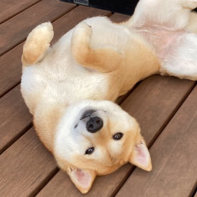 豆柴 はなこちゃんさんのプロフィール画像