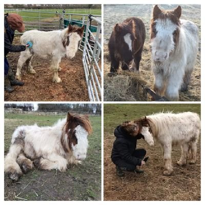 WE Hear The Horses Whisper. 
Find us on Facebook fighting for neglected, abandoned & flygrazed equines in the UK.