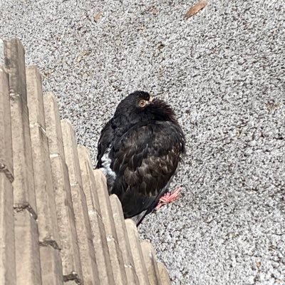 Krypt_on777's profile picture. 05 TMU arch B2