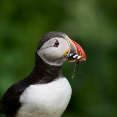 Consultant Ecologist and part time wildlife and nature photographer, with an interest in biodiversity, entomology.