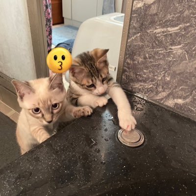 【 シャムトラ ☞ こむぎ🐱🌾 】 【 キジ白 ☞ すもも🐱🍑 】 ニコイチ鍵しっぽ姉妹です 🗝️ 2023.9月30日爆誕(推定)