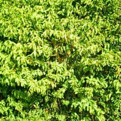 _bakaar_'s profile picture. 