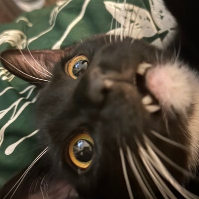 agentvix_'s profile picture. they/them, @agen_tvix nsfw account NO MINORS