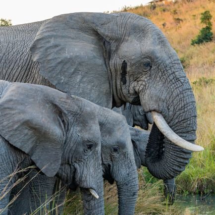 SpringsLtd's profile picture. 