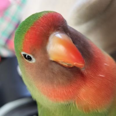 2023.5月から
八重桜インコ飼ってます
ヤンチャなぴーちゃんと
四苦八苦な楽しい毎日送っています🦜鳥さんを飼うのは始めてなので分からない事ばかりです色々教えてくださる方が居てくれたらと思います🦜
新米ですがよろしくお願いします🌱🍀🌵
韓国の俳優チェジョンヒョプ推しです、こちらも新米です宜しくお願いします♥