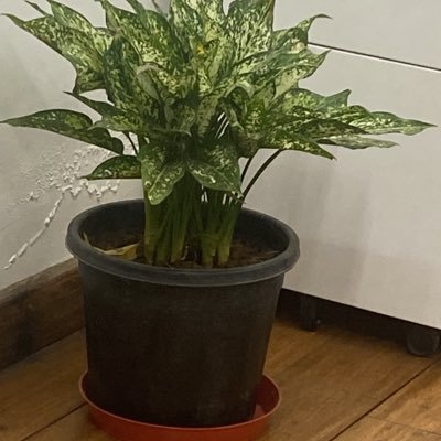 JBrajeshkumar's profile picture. 